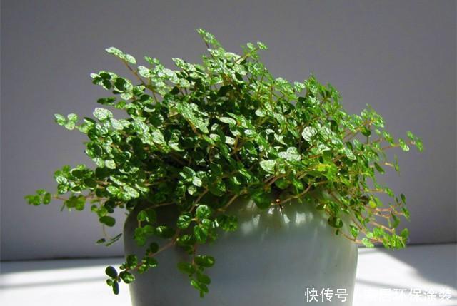 益处|盆栽绿植,就用这几种铺面草,轻松长满盆面,益处多还好看!