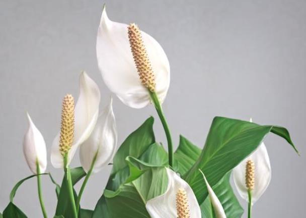 湿润@养白鹤芋注意这四点,一盆变多盆,就能绿的出水,养的绿油油