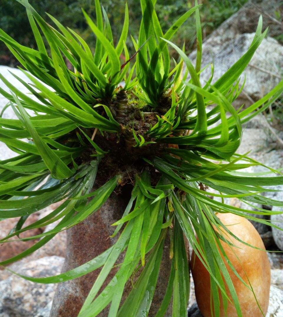  猪笼草■一个房间一盆花，清新驱蚊虫，夜夜睡得香
