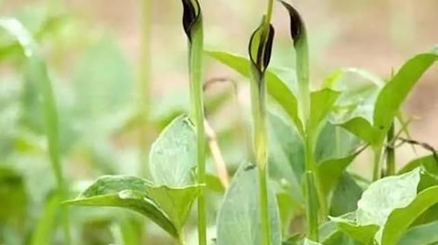  #嘴麻#玉米地里成片长，和红薯很像，小孩偷吃嘴麻了，老农民都