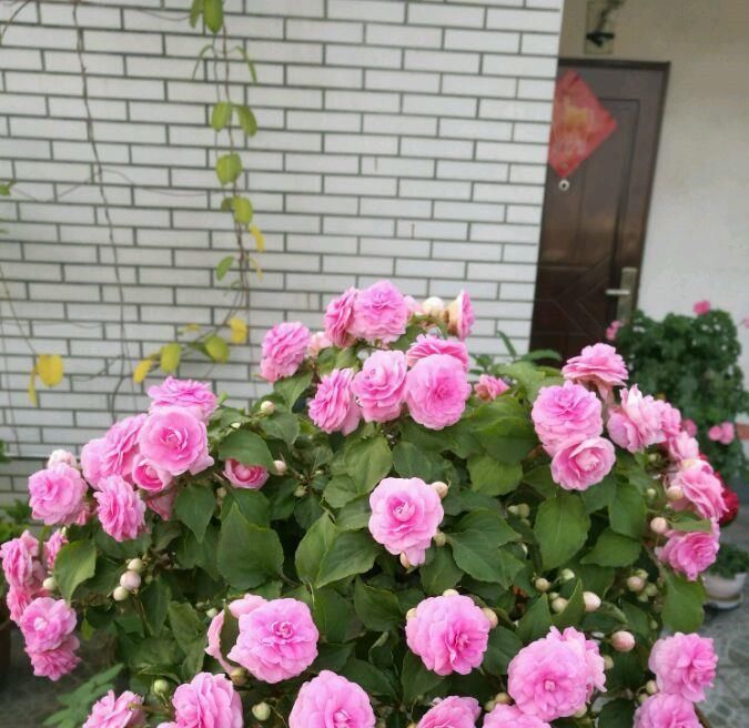  『温馨』5款花几乎全年开花，好养不娇贵，花开四季，放在阳台浪漫又温馨