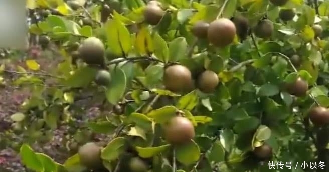  种植@这种树外面一斤60元，农民却不愿意种植，你们老家有没有