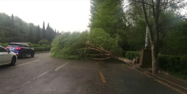 [路旁]昨天！狂风骤起，路旁多棵大树被刮倒……