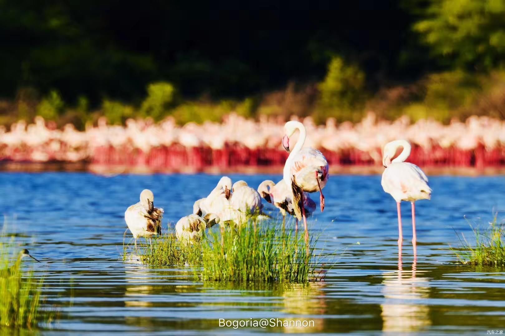 【95女司机横跨亚欧非】走进东非大裂谷——火烈鸟的天堂