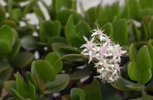  『玉树』玉树不开花？学会这5招就可以年年开花！