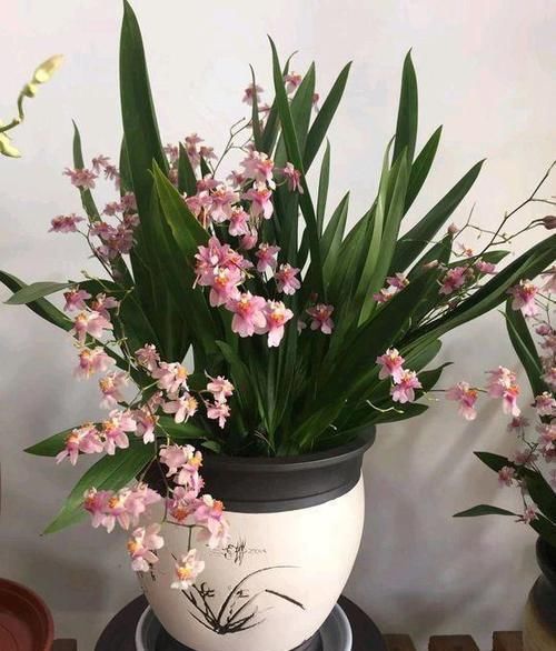  「数量繁多」此花就是“活香水”，家里养一盆，邻居都能闻花香，比茉莉强多了