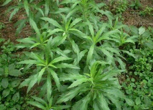 这入侵物种，曾在农村泛滥，如今却逐渐消失，7元一斤很抢手