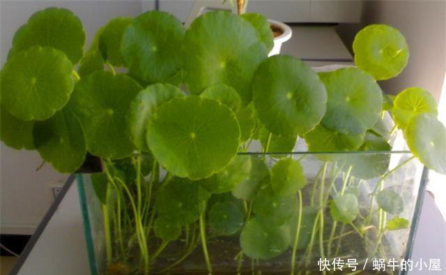 技巧|铜钱草水培技巧,只要4步,让你家铜钱草葱葱郁郁,高贵大气