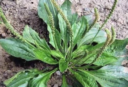 『观赏价值』1种杂草叶片大,比车前草“值钱”,人称“金线吊芙蓉”,请爱惜