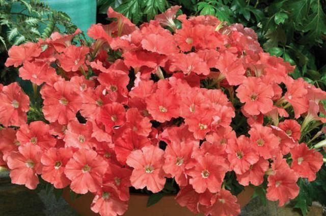  「土里」夏天必养的3种花，扔进土里就能活，沾水就爆盆，枝繁叶茂花期长