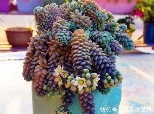 「速度」繁殖速度“最快”的4种多肉,容易长满阳台,买盆都跟不上趟!