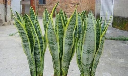  『养虎皮兰』这“2种”植物，再贵也要养，有“旺财”的美好寓意，富人都爱养