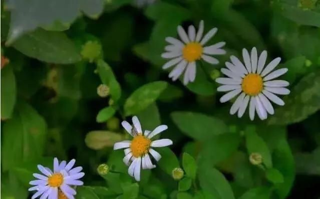  「别称」30种 ·野草的美，你认识几个？