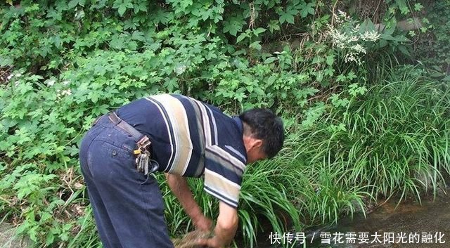 长在小溪边上的一种宝贝，村里都被挖绝了，你们那里还有吗