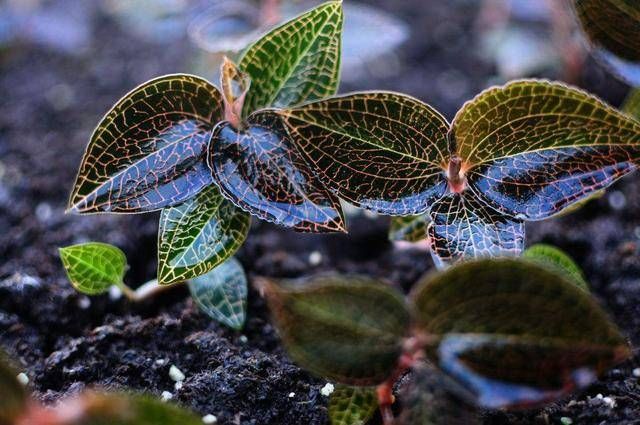  【长出】乡下有一种野草，名叫金线莲，叶有花纹颜值高，价值不低是高价
