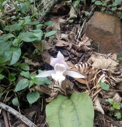  『俗称』这东西，俗称“独花兰”，一生只开一朵，罕见且珍贵，遇见请珍惜