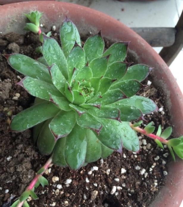#一大#秋天养“观音莲”,别忘摘点芽繁殖,一棵变10棵,来年又长一大圈