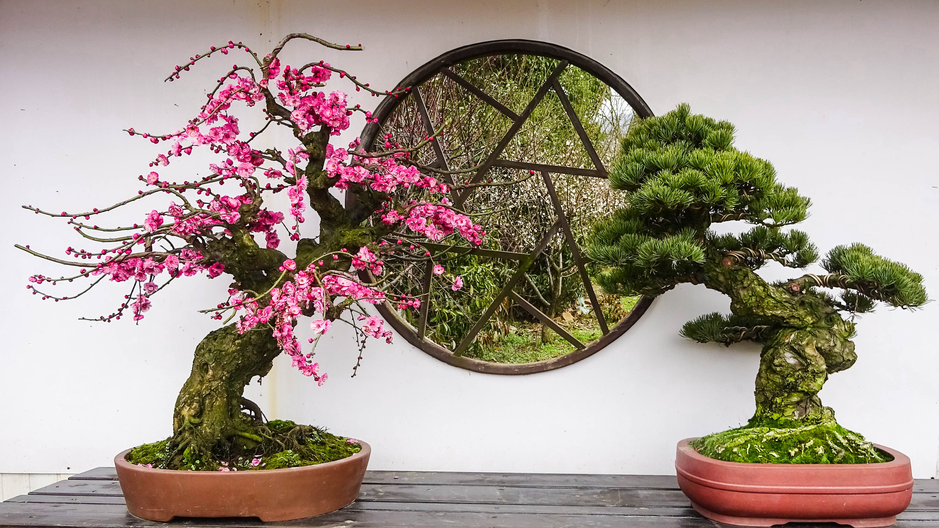 2019，梅花盆景-摄于苏州香雪海景区
