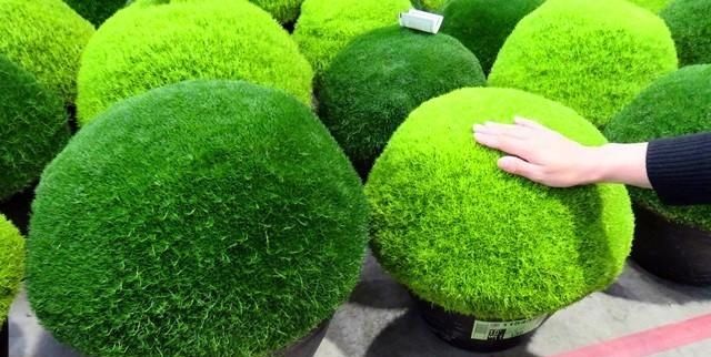  难养：苔藓很难养?选择这个品种,新手也能轻松养成绿地毯