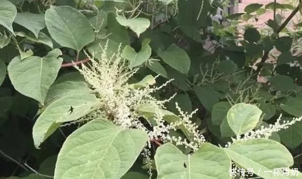  碰到■有危害的1种“野草”，人称“日本虎杖”，根茎发达，碰到请铲除