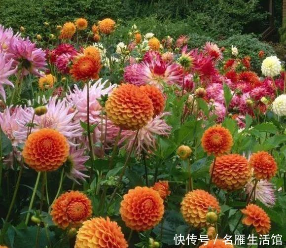  『花开』大丽花真美，花开100朵，一开大半年！