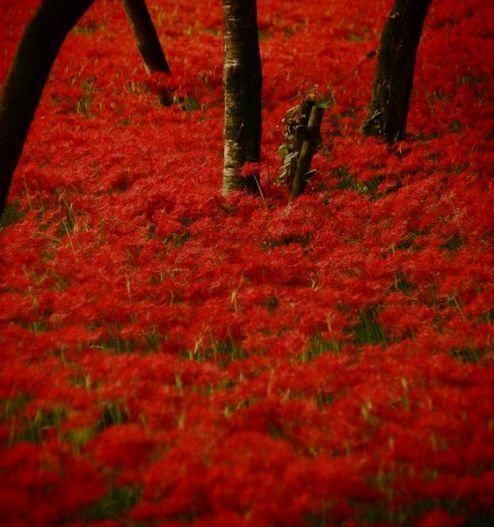  #彼岸花#彼岸花开，花开彼岸，又到一年花开时，你被美到了吗？