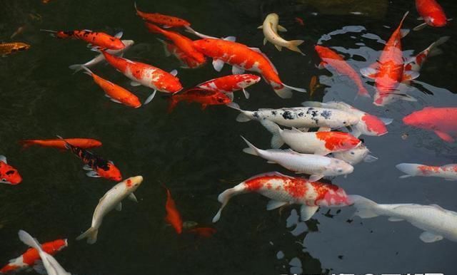 西安西郊有座江南私家花园 看锦鲤咥养生石斛面只需16元