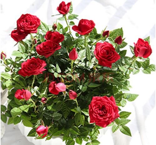  『适合』此花颜色丰富鲜艳，株行矮小，适合室内盆栽养护观赏