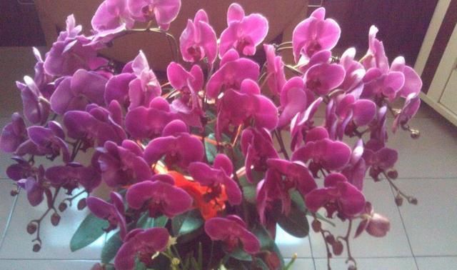  「植物」公认“难养”的三种植物，养成两盆以上的，绝对不“简单”！