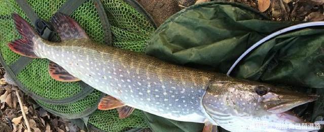 黄河绝迹鱼种，二十年后再次被钓起，或因黄河边清