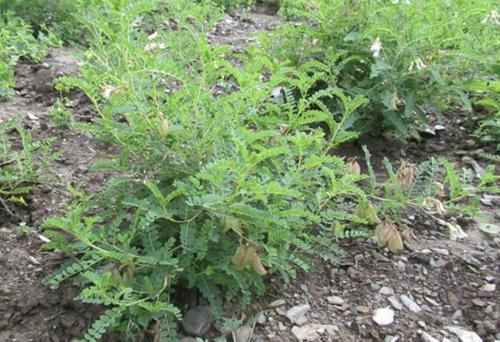  『植物』山上1种珍贵的“杂草”，常被称为“黄芪”，不要乱去挖，要保护