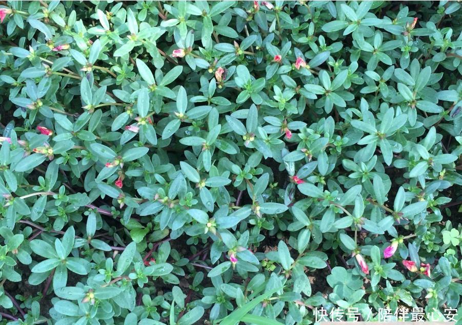  【见到】见到“它”后，只摘叶子就好了，注意别拔根，越拔越少