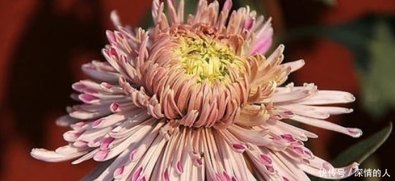  『稀有』比起喜欢菊花，最好培养稀有品种“粉红色菊花”。美丽温柔的害羞