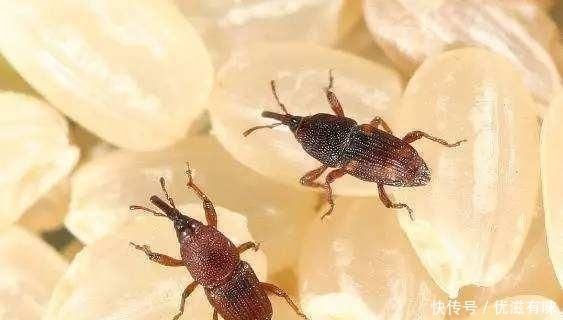 「方法」米里生虫全扔了多浪费,有招好方法全都消灭掉,吃起来更安全