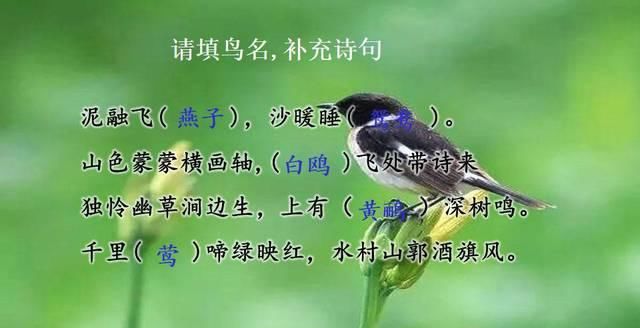  [四年级]小学语文四年级下册综合性学习《轻叩诗歌大门》微课视频+图文详解