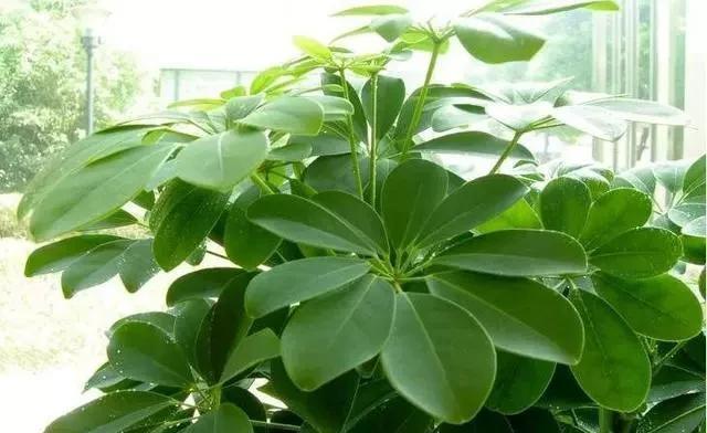 水里|这4种花,剪个枝插水里,10天就生根,当下季节最佳