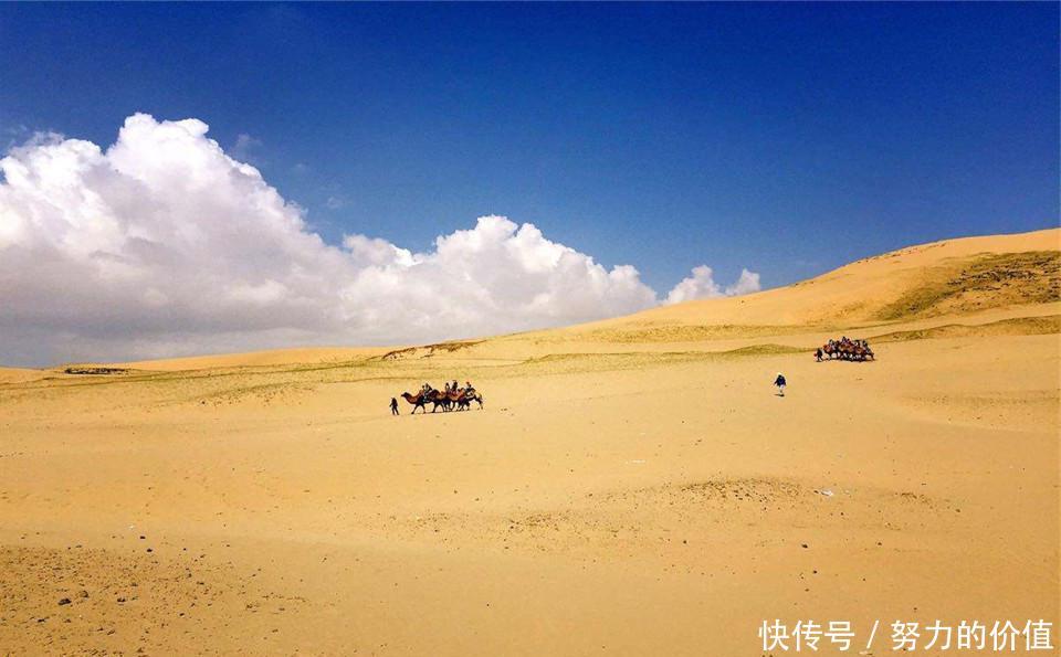  [种植]地球最能吸水的树，能长到将近五十层楼，为何中国却严令
