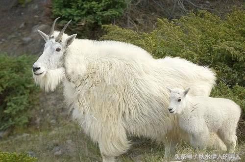 世界最奇特山羊:能飞檐走壁,一生从不下悬崖!