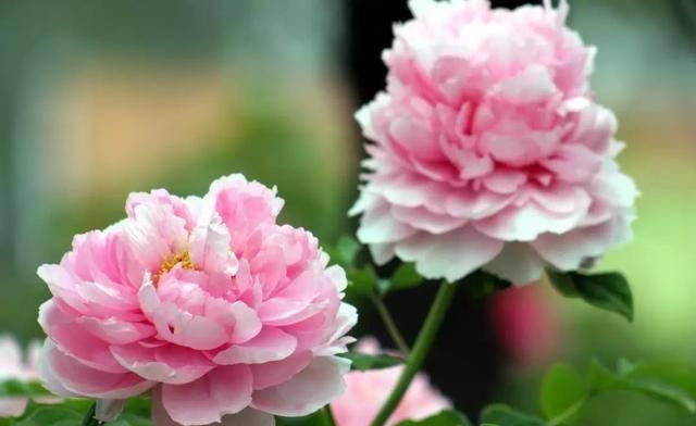  「植株开花之后」这几种花最受老人的欢迎，快给家里老人养一盆吧