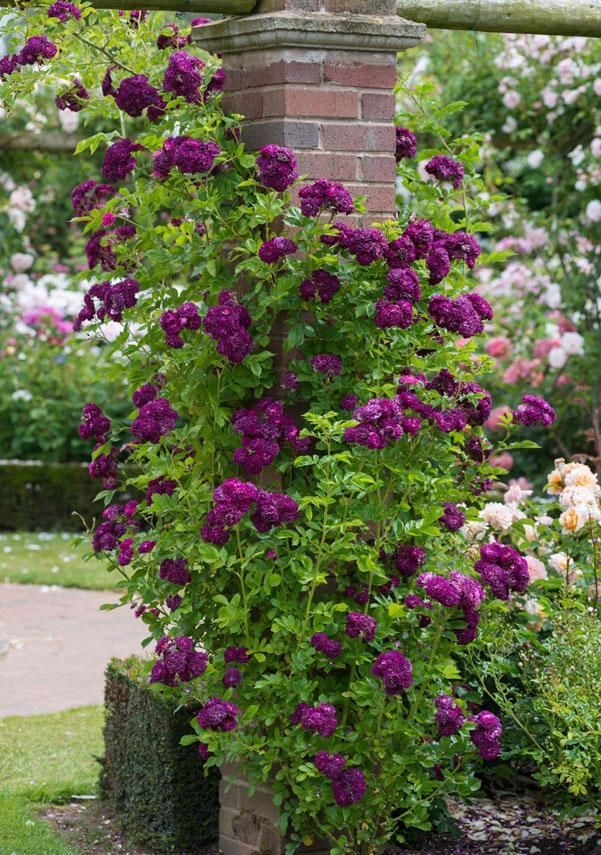  #春天#花园里养上这“2种花”，来年春天，花开不断，美极了！