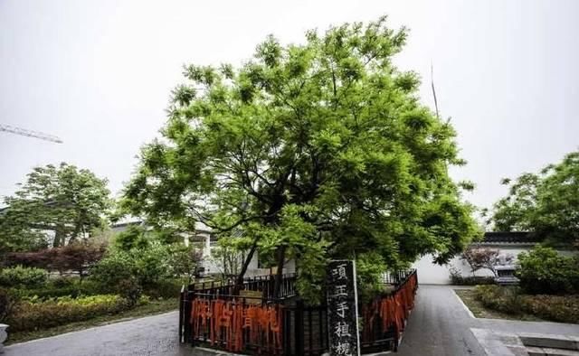  「营造」项王故里大都是后人营造的，唯有一样东西疑似与项羽有关