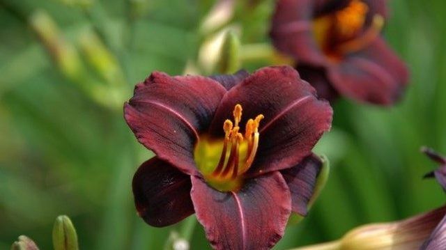  动人|这种盆栽花卉，开出百合一样的花朵，优雅动人、绚丽多彩！