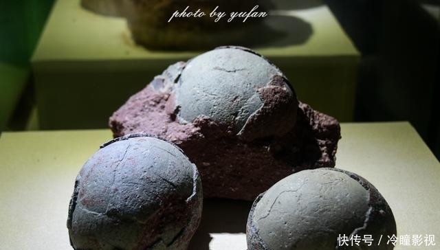  #恐龙蛋化石#世界上恐龙蛋最多的地方竟然就在广东，密密麻麻，