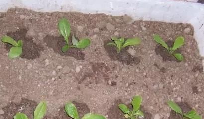  [种菜]在阳台花盆里种水果，果树下面种菜，收获好意外