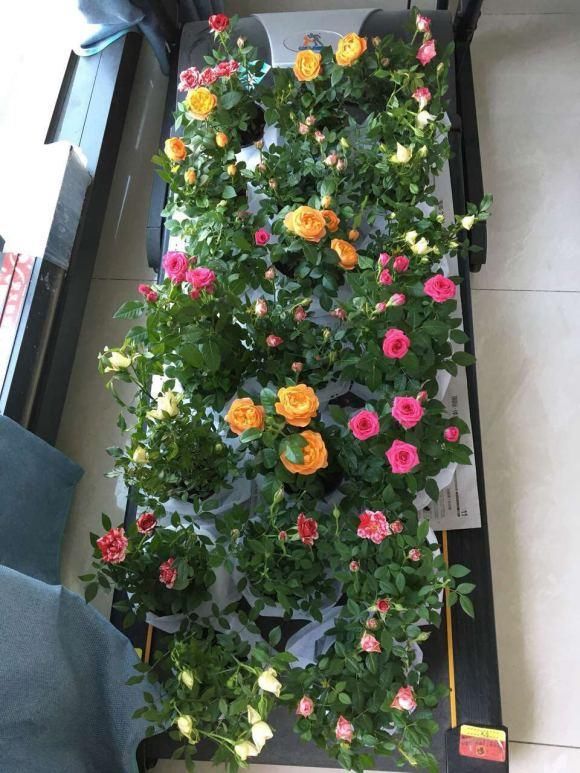  『缓苗』花市这种月季花，竟然是激素苗，难怪搬回家就死！