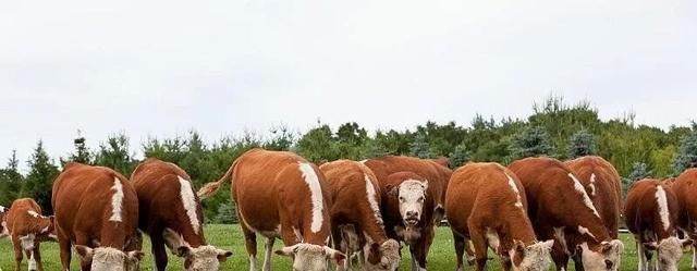  「承包」那些去农村承包山头搞养殖的人，现在怎样了？