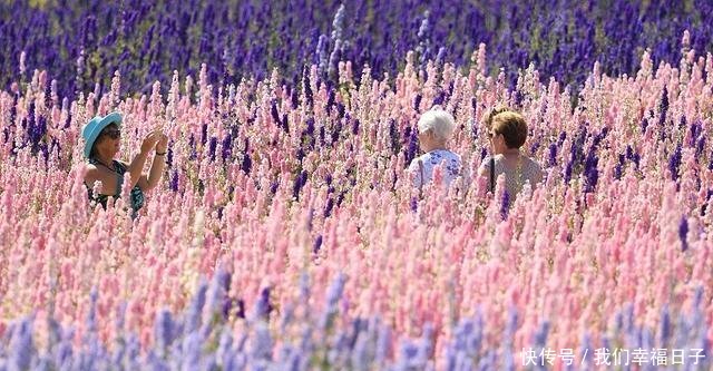 五一小长假你想去哪儿为你盘点全球醉美花海绚烂宛若人间仙境