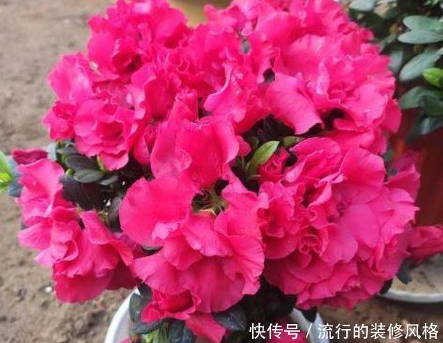  「植物」夏天就养4种植物，随便养一种，赏花赏一年，你养了吗？
