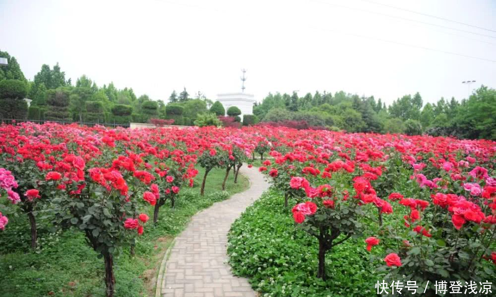 『相拥』郑州绿博园月季花开,云海相拥!