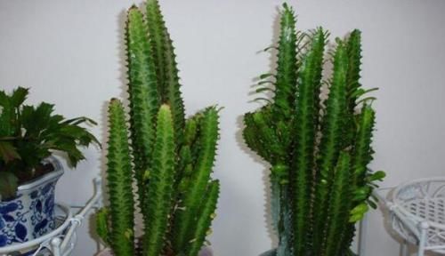 家里:这2种花,有水就疯长,拦都拦不住,新手也会养,是盆栽佳品!